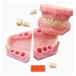 مدل تمرینی دندان اطفال با دندانهای ثابت و متحرک به همراه همون مدل به صورت نمای روبه رو