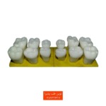 دنتیک های مدل آموزشی دندان / مدل تمرینی دندان اطفال