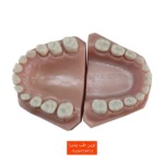 مدل آموزشی فک کودک برای تمرین دندانپزشکی – تصویر تکی