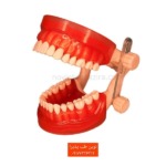 آرک آموزشی با لثه سخت متصل به ارتیکولاتور