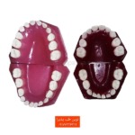 دو مدل تمرینی دندان کودک ۳ تا ۵ سال – مناسب آموزش دانشجویان دندانپزشکی